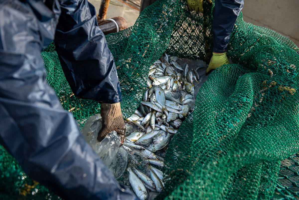 За рибарите в Черно море и устойчивите практики